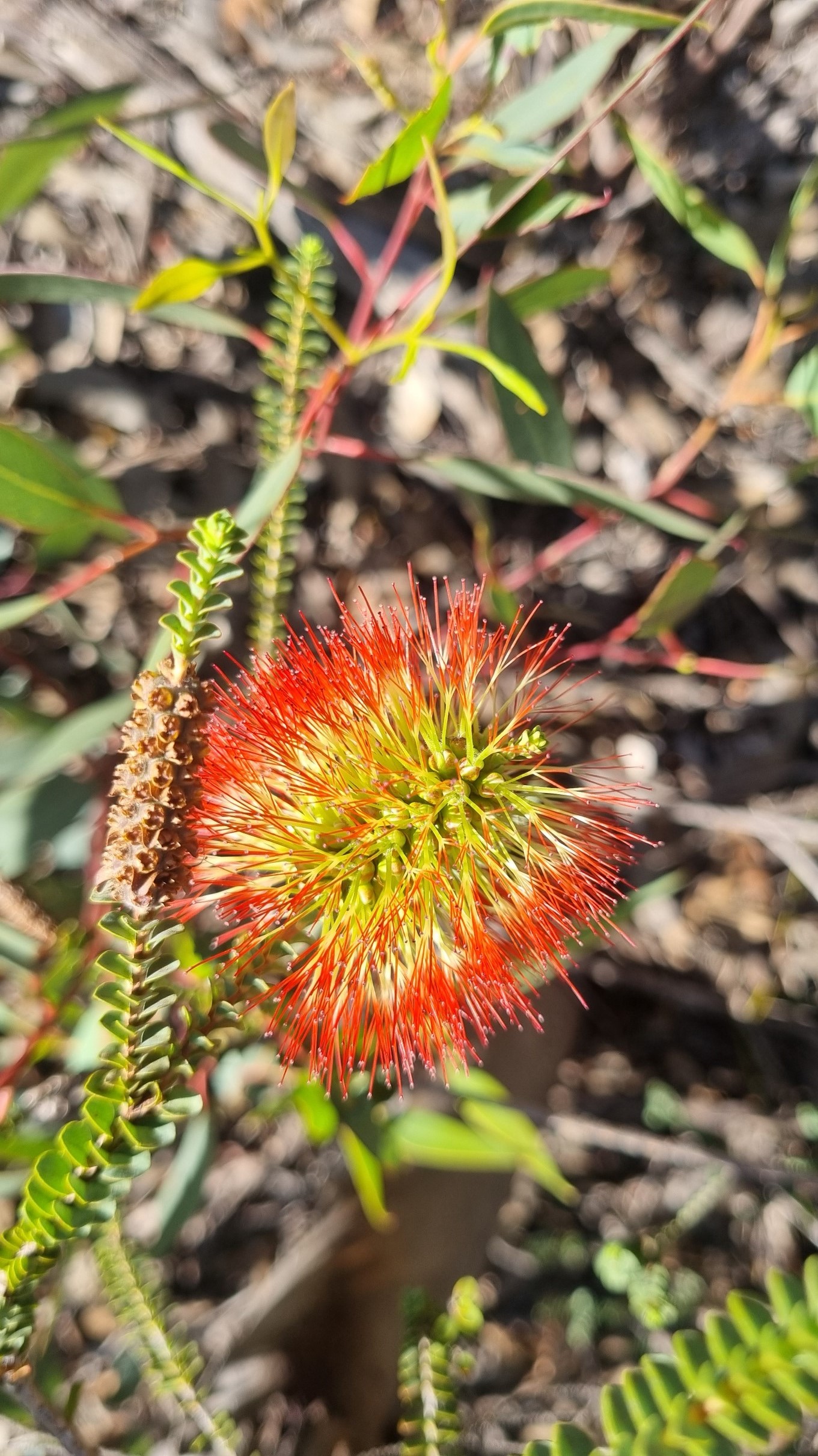 orbifolia